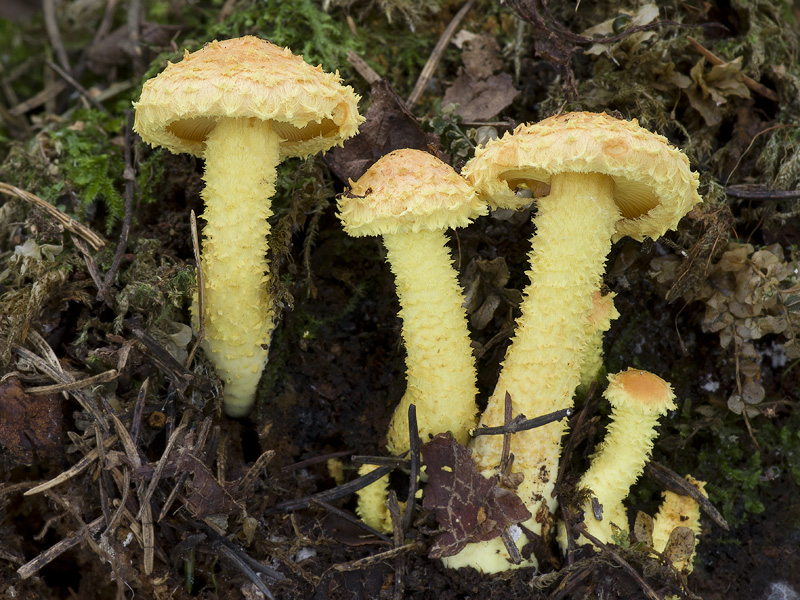 Pholiota flammans